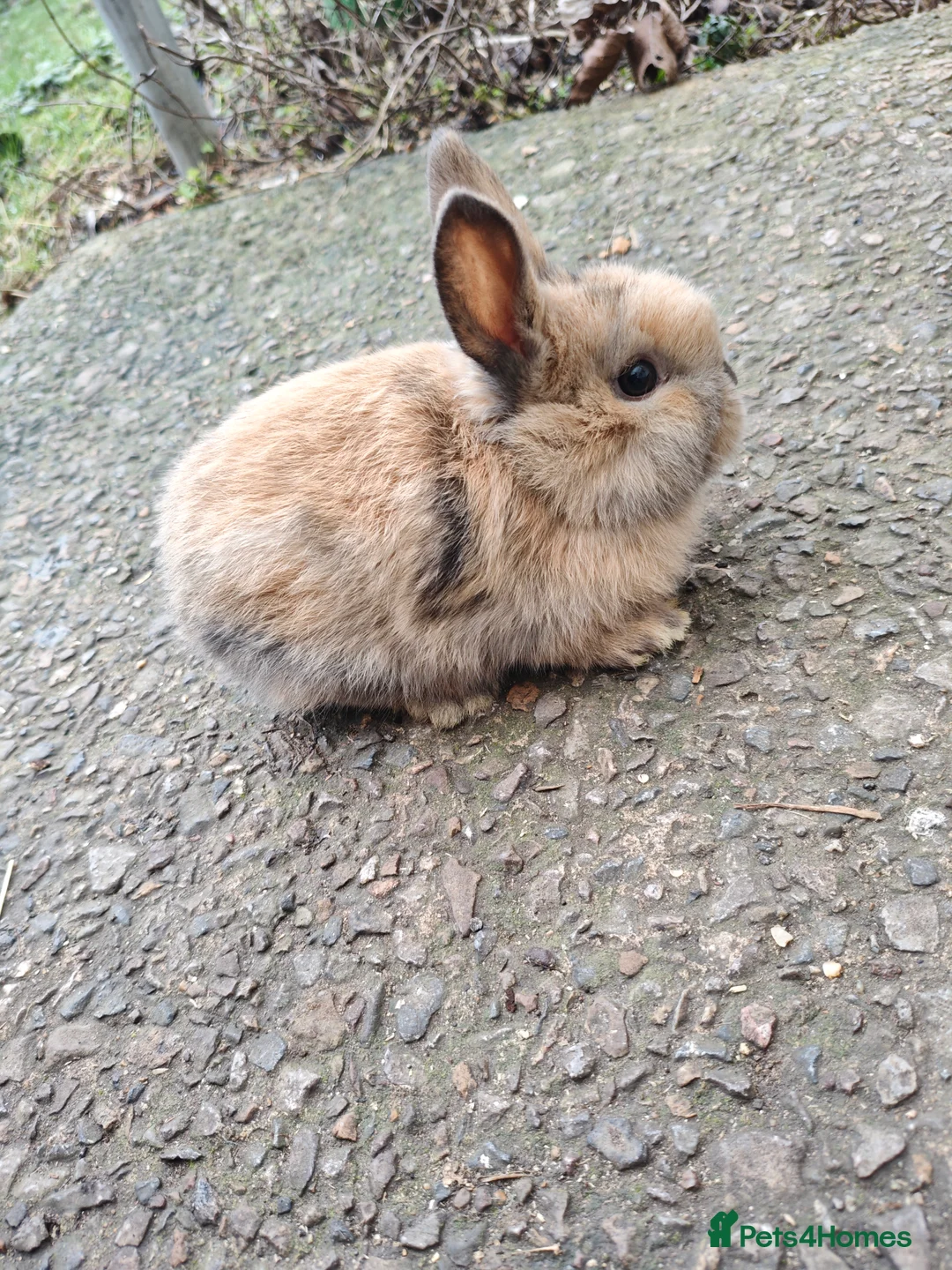 Rex rabbits for sale: Mini rex babies  - Advert 6