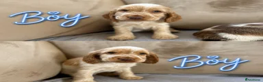 Cocker Spaniel 2