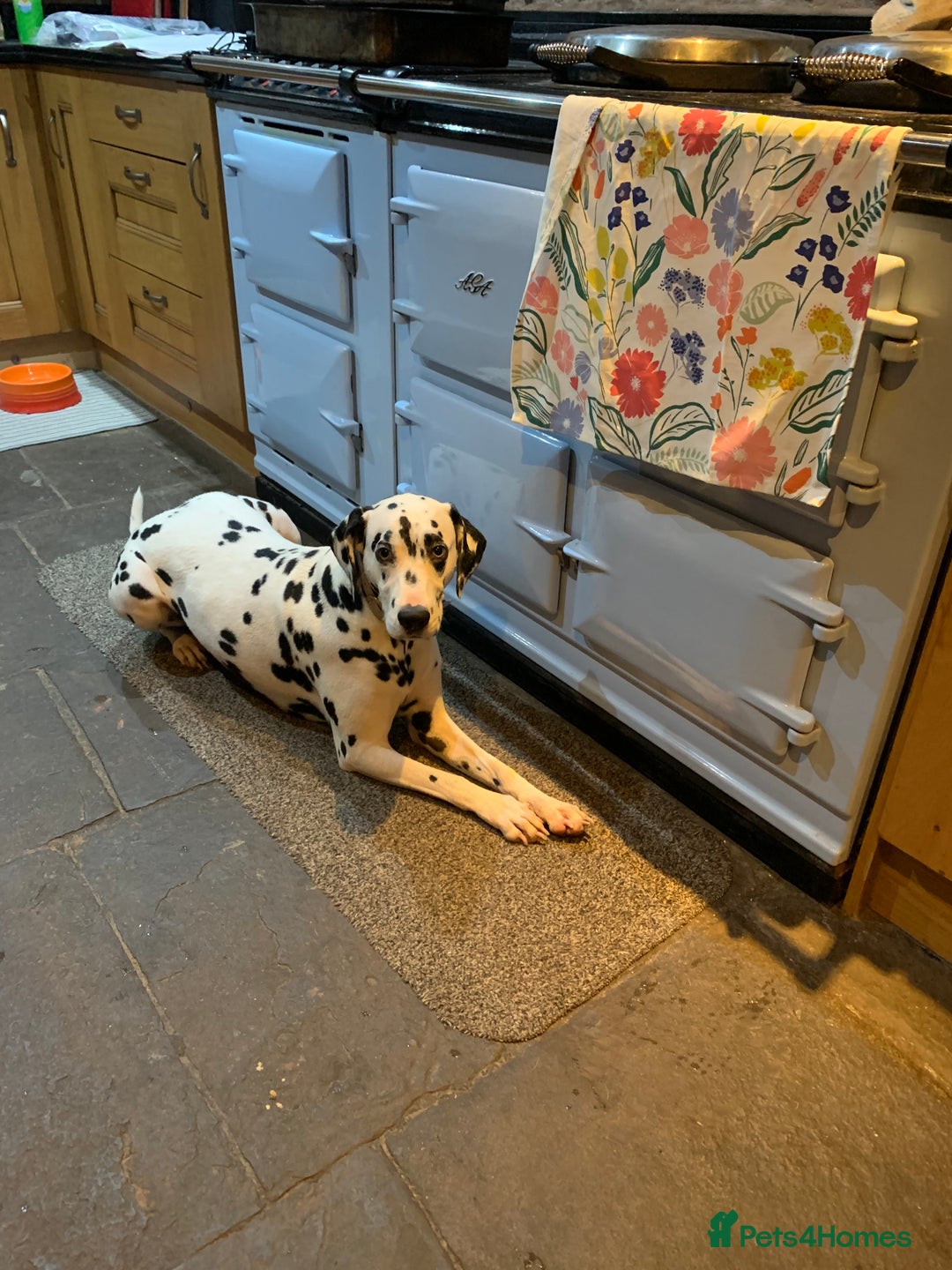 Dalmatian dogs for sale: 5 year old female Dalmatian  - Image 3