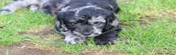 Cockapoo dogs for sale: Beautiful Cockapoo puppies for sale  - Advert 25