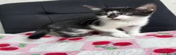 Mixed Breed cats for sale: Beautiful kittens  - Advert 3