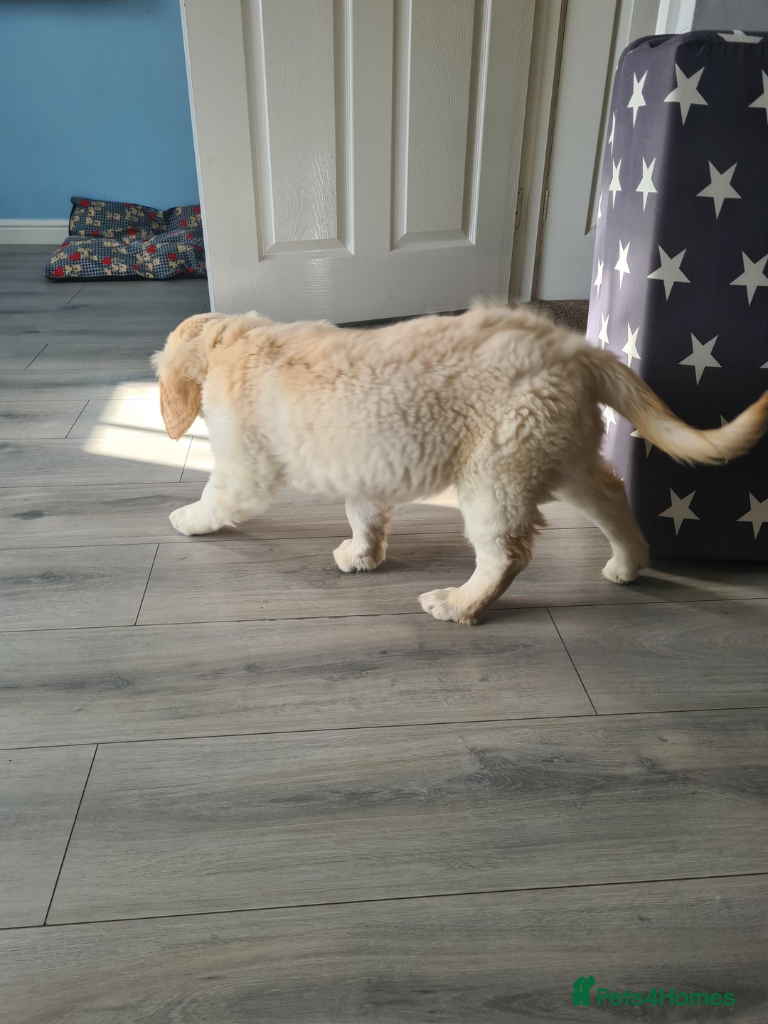 Golden Retriever dogs for sale: Golden retriever puppy - Image 12