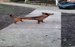 Miniature Pinscher dogs for stud: Beautiful Miniature Pinscher STUD dog - Image 4