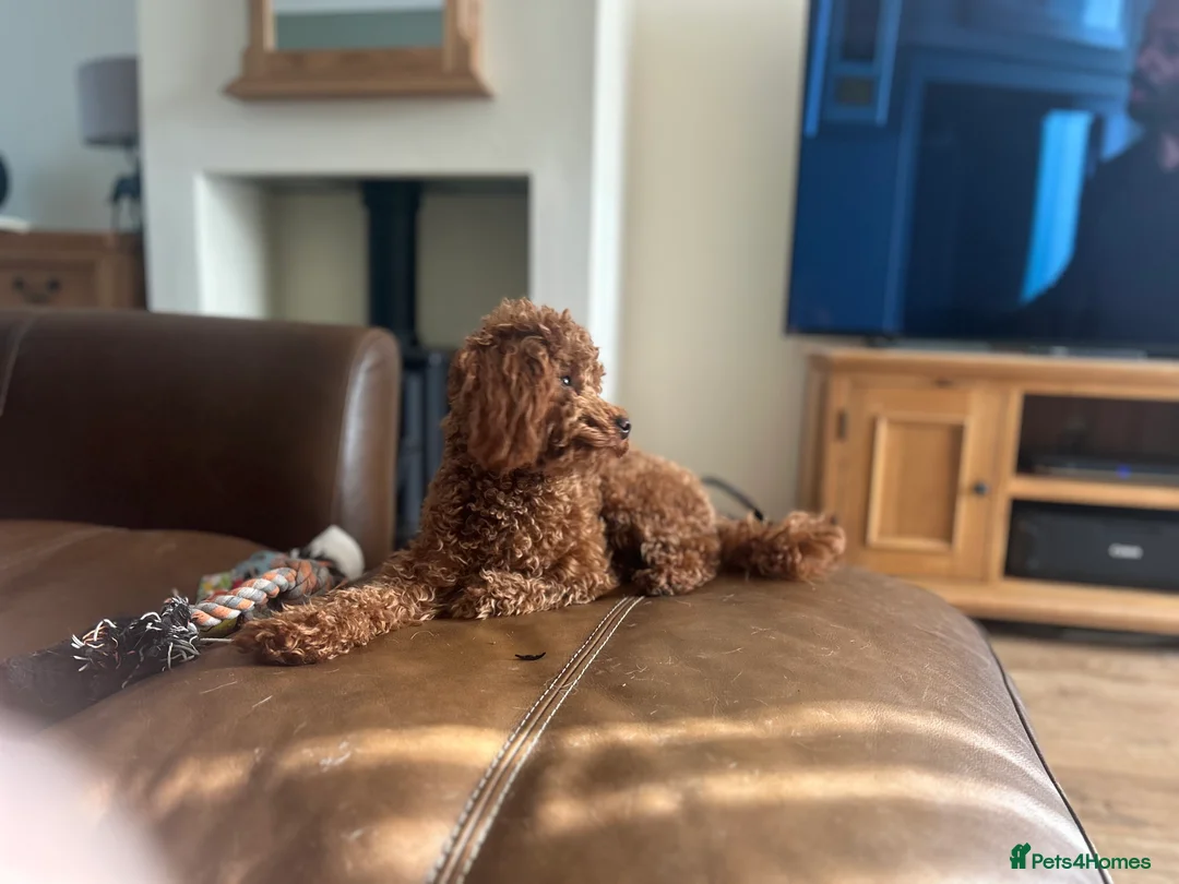 Poodle dogs for stud: Kc Fox red toy poodle for stud  - Advert 8