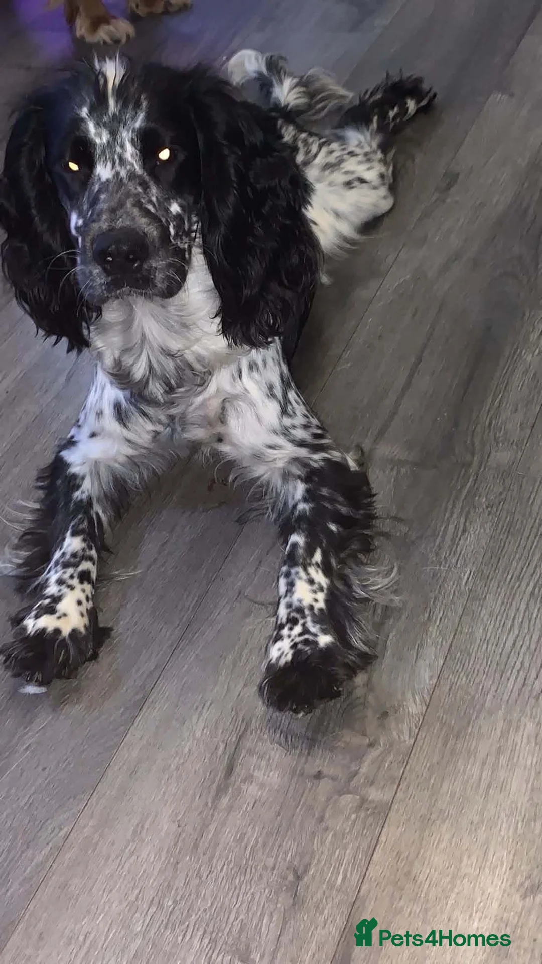 Cocker Spaniel dogs for sale: Cocker spaniel puppy’s  in Walsall - Advert 21
