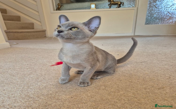 Burmese cats - Advert 3
