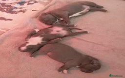 Staffordshire Bull Terrier dogs for sale: Blue staffordshire bull terrier pup - Advert 2