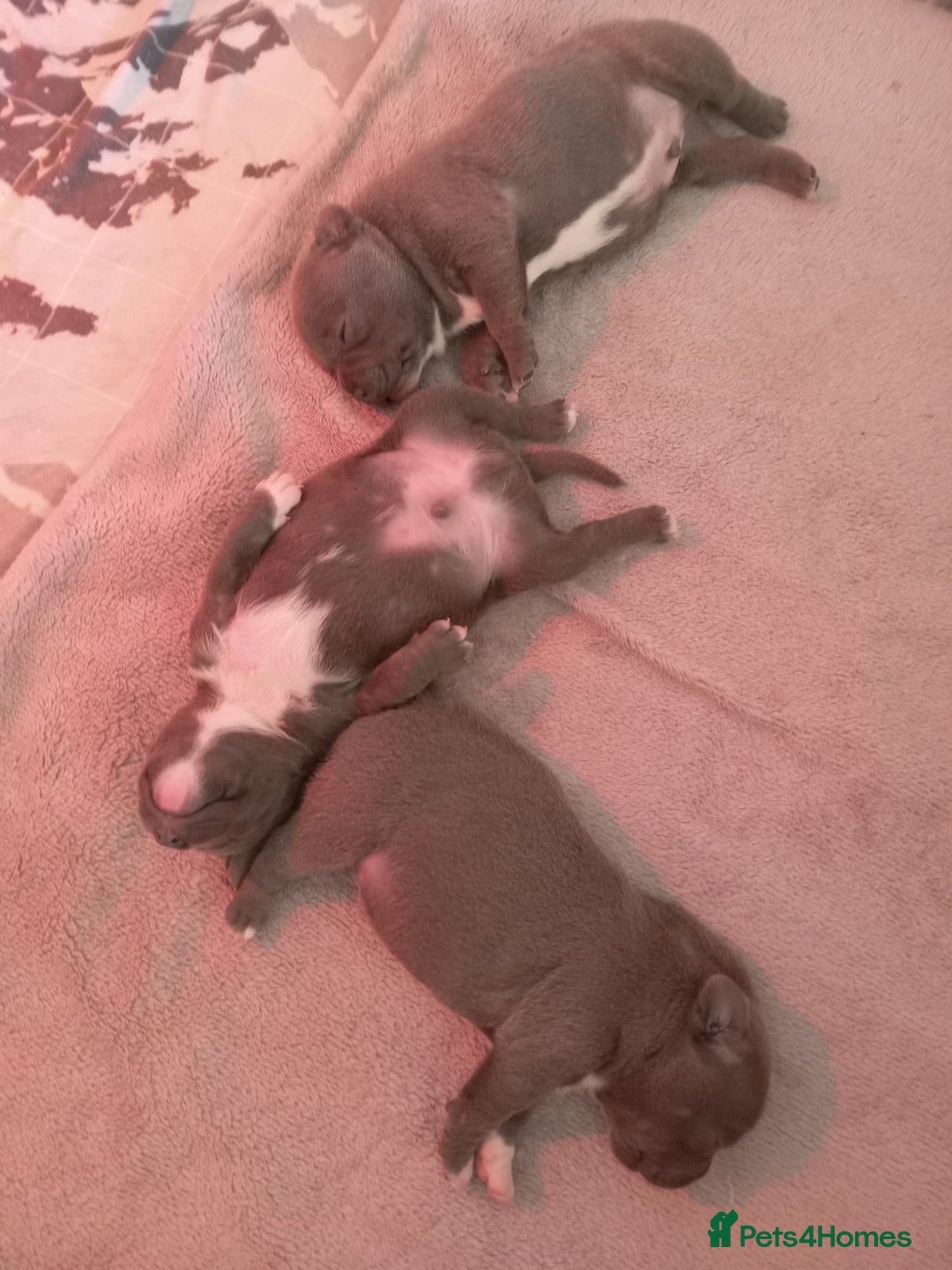 Staffordshire Bull Terrier dogs for sale: Blue staffordshire bull terrier pup - Advert 2