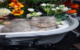 Persian cats for sale: Blue Persian kittens  - Image 40