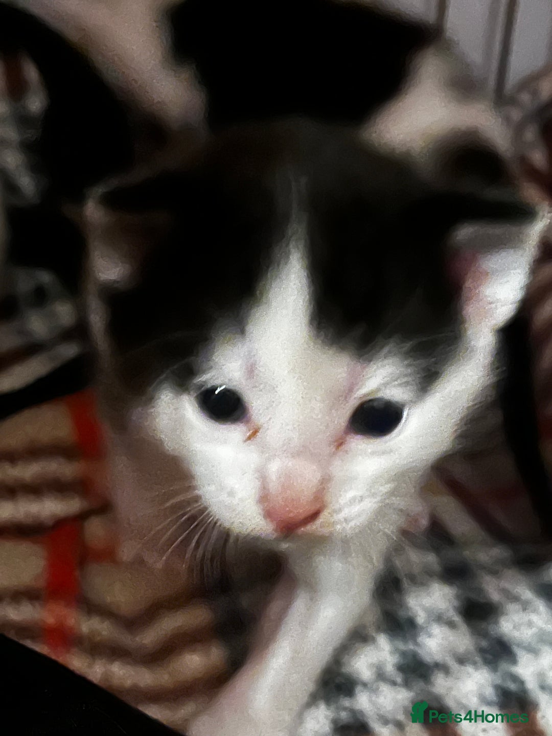 Mixed Breed cats for sale: Black and white kittens  - Image 3