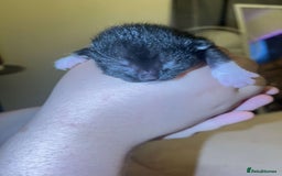 Mixed Breed cats for sale: 5 mixed breed newborn kittens  - Image 9