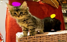 Bengal cats for sale: Elven Bengals - Image 13