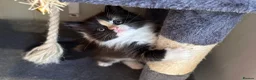 Norwegian Forest Cat cats for sale: Stunningly gorgeous Norwegian Forest Kittens - Advert 8
