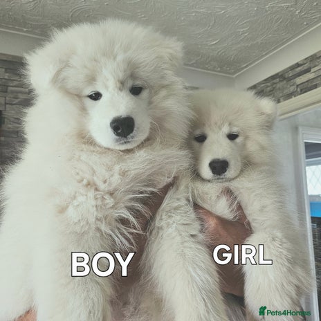 Samoyed dogs in Corby - Advert 1