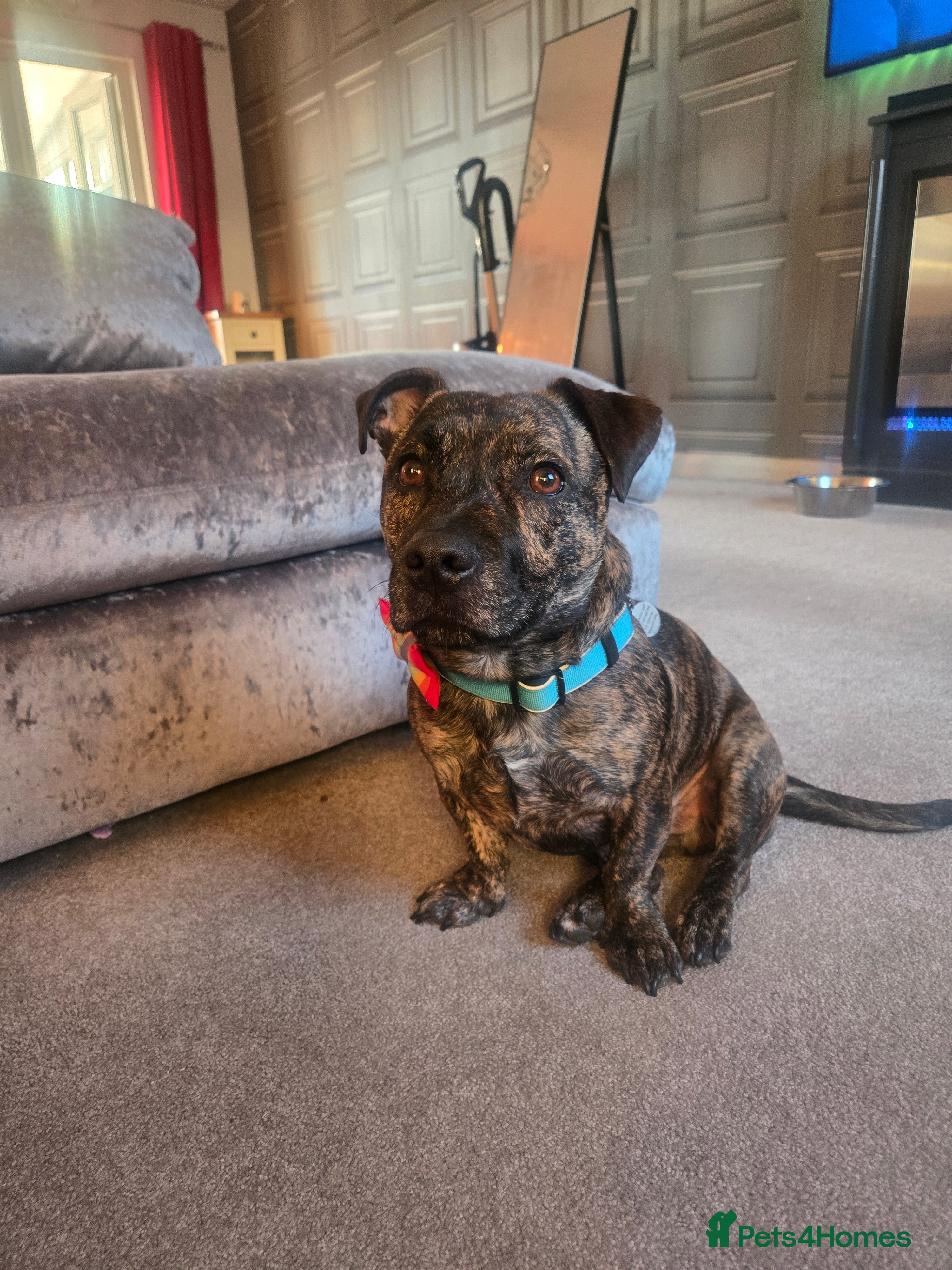 Staffordshire Bull Terrier dogs Staffordshire for sale in Cwmbran - Advert 1