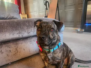 Staffordshire Bull Terrier dogs Staffordshire for sale in Cwmbran - Advert 16