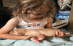 Labrador Retriever dogs for sale: Chunky KC Registered Labrador puppies - Image 3