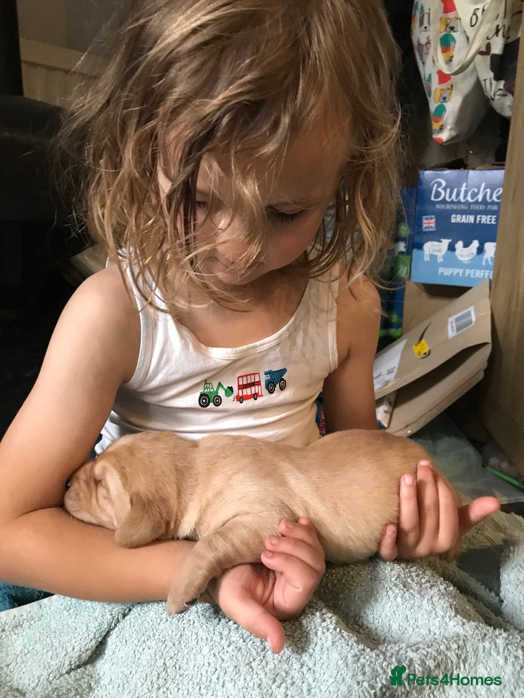 Labrador Retriever dogs for sale: Chunky KC Registered Labrador puppies - Image 3