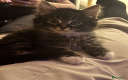 Mixed Breed cats for sale: Mixed tabby long fur - Image 4