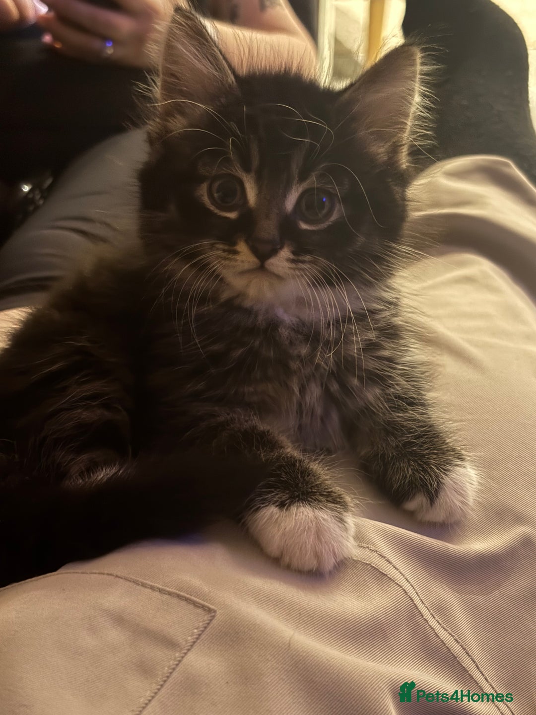 Mixed Breed cats for sale: Mixed tabby long fur - Image 4