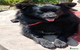 Mixed Breed dogs for adoption: 💖🐶 LILU JET 🐶💖 - Image 13