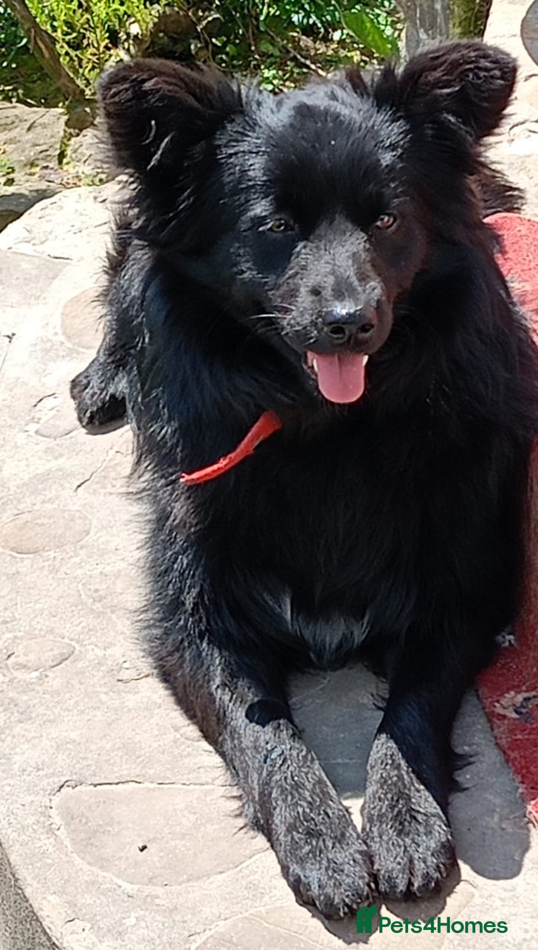 Mixed Breed dogs for adoption: 💖🐶 LILU JET 🐶💖 - Image 13