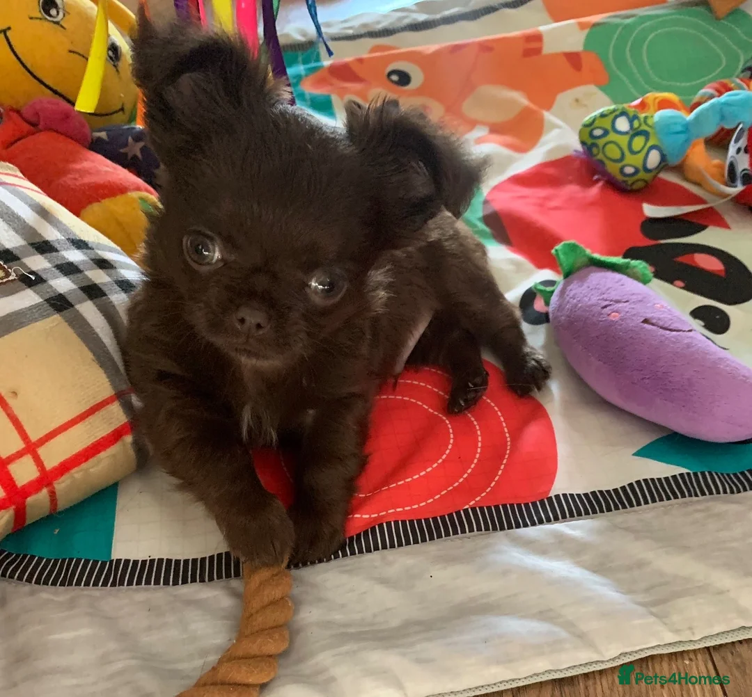 Chihuahua dogs for sale:  TINY CHOCOLATE LONGCOAT BOY - Advert 1