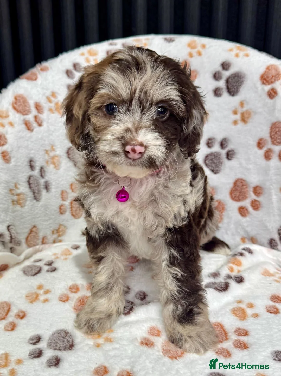 Cockapoo dogs for sale: Chocolate Phantom Cockapoo Puppies - Advert 26