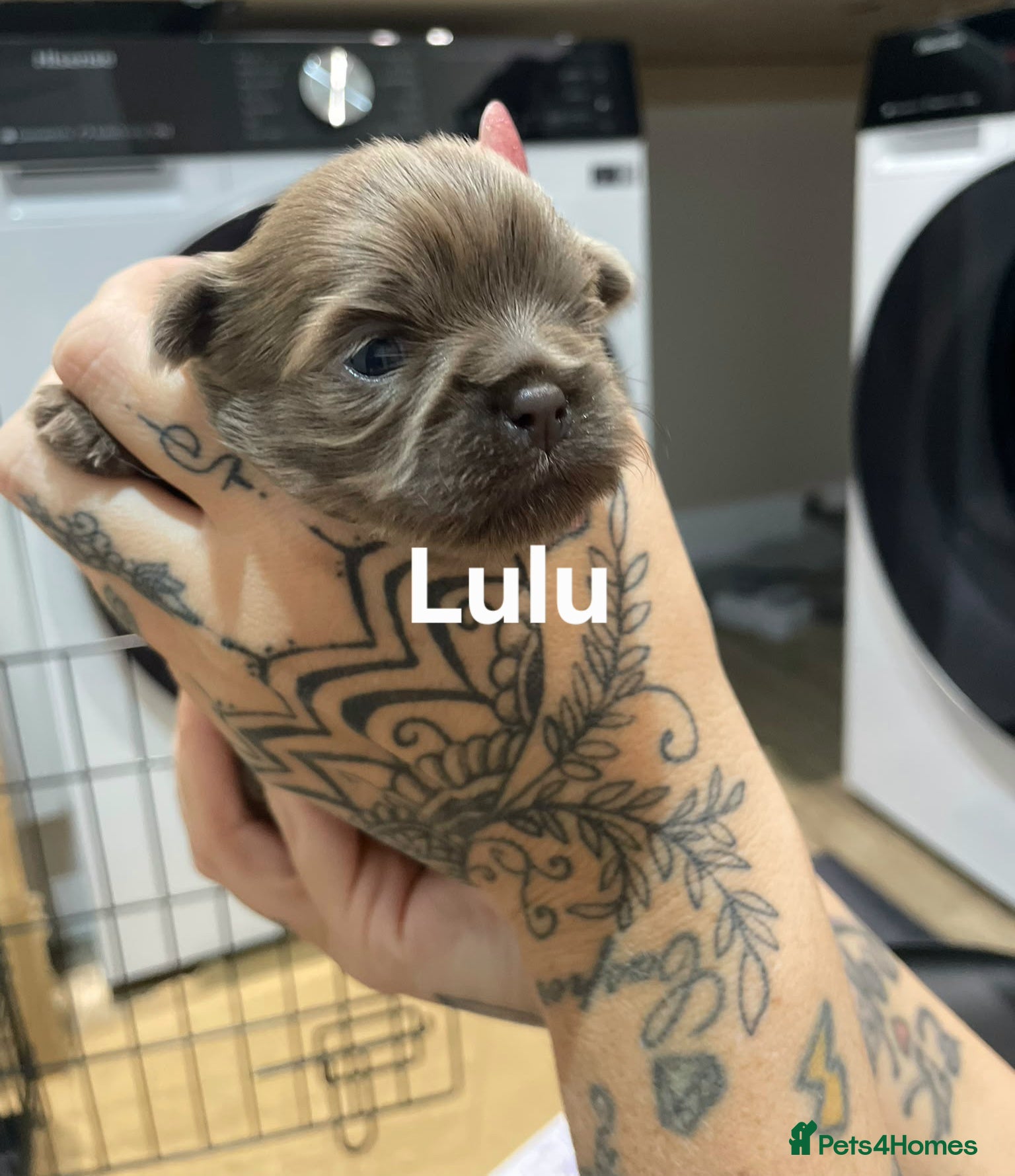Shih Tzu dogs 🌸 Beautiful Shih Tzu Puppies 🌸 - Advert 2