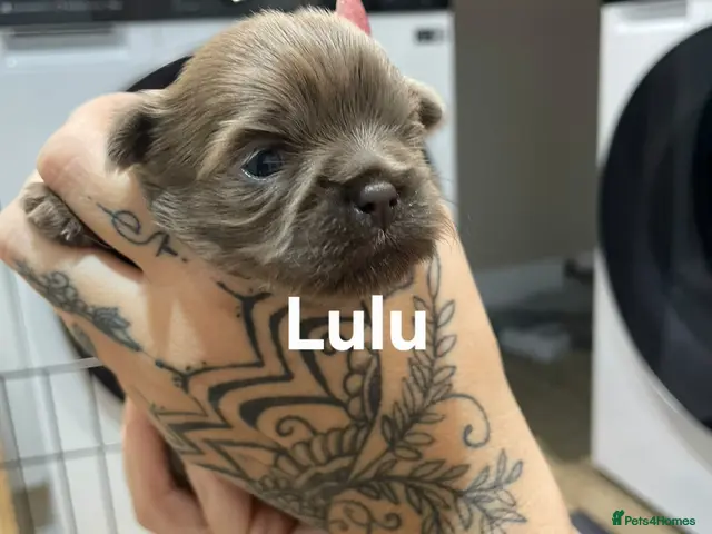 Shih Tzu dogs for sale: 🌸 Beautiful Shih Tzu Puppies 🌸 - Advert 2