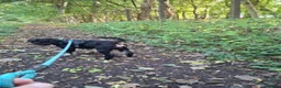 American Cocker Spaniel dogs for sale: 🐾 ARMANI THE AMERICAN COCKER SPANIEL / 5th GEN 🐾 in Dundee - Advert 5