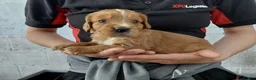 Cocker Spaniel dogs for sale: KC registered working Cocker Spaniel pups for sale - Advert 2
