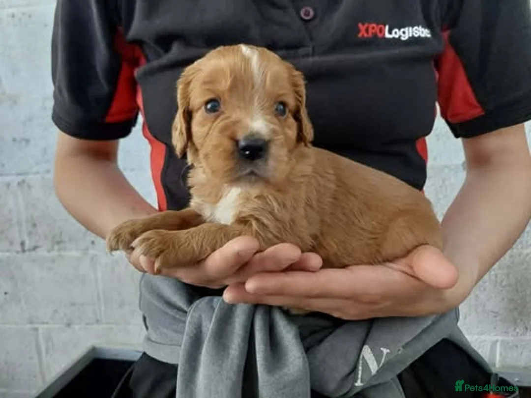 Cocker Spaniel dogs for sale: KC registered working Cocker Spaniel pups for sale - Advert 2