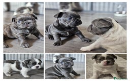 French Bulldog dogs for sale: Beautiful Fluffy French bulldogs - Image 1