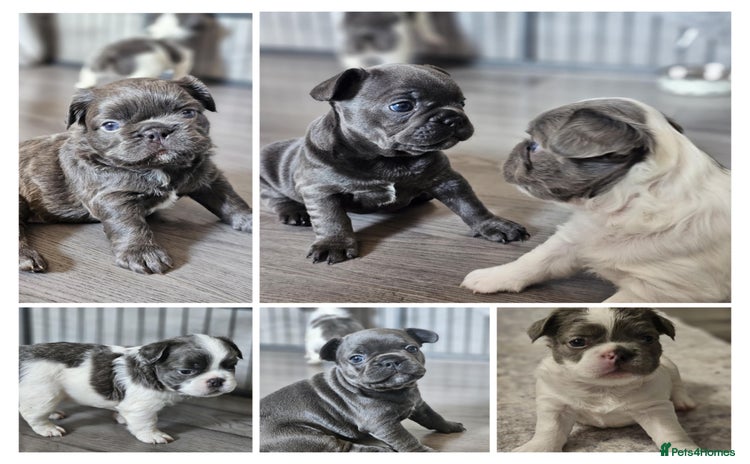 French Bulldog dogs - Advert 1