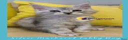 Maine Coon cats for sale: Gorgeous TICA Pedigree Maine Coon Kittens - Advert 18