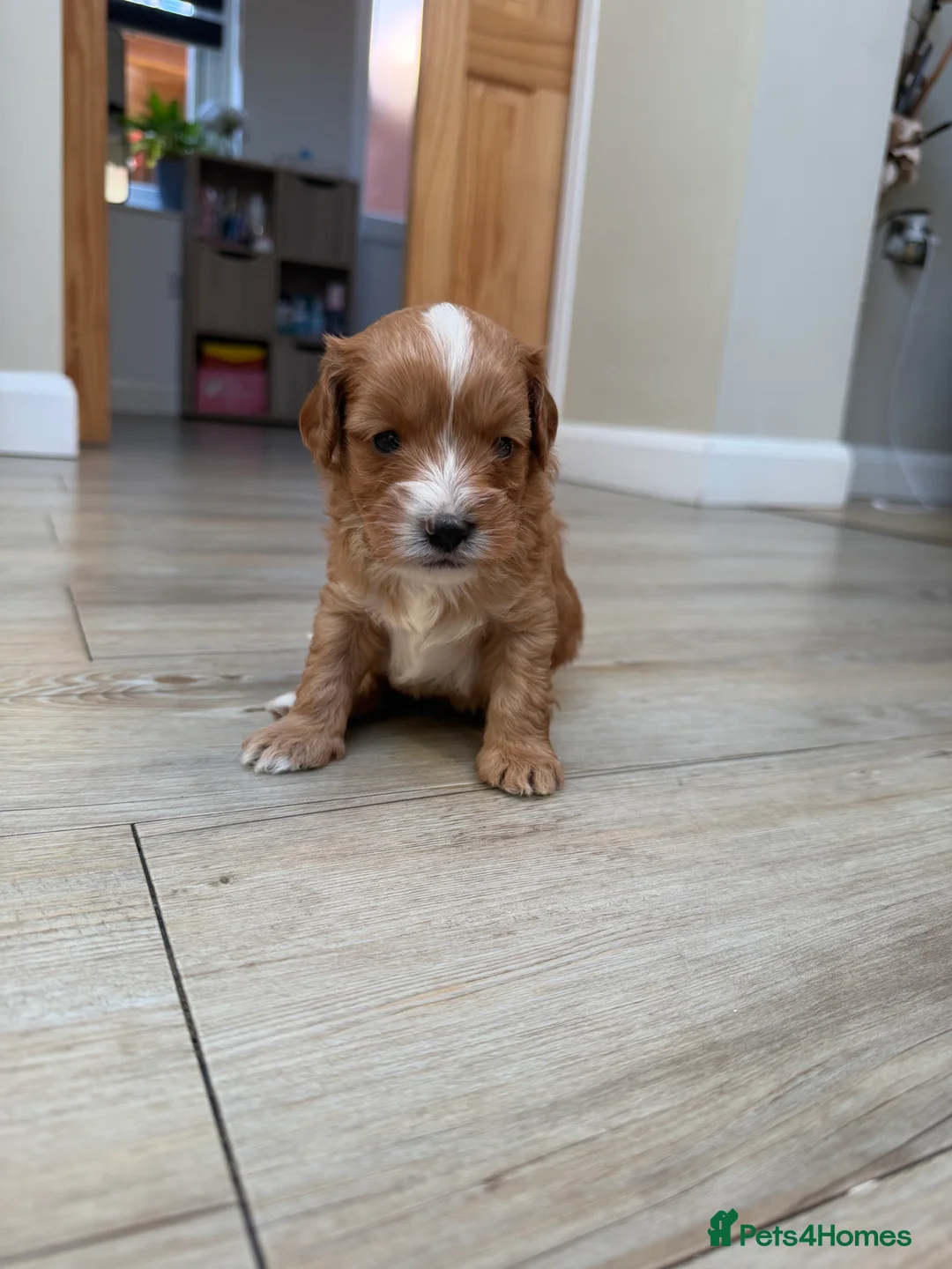 Cavapoo dogs for sale: Cavapoo puppies  - Advert 14