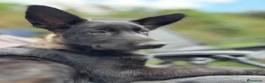 Black Sable Female