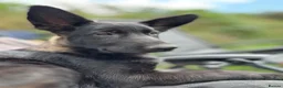 German Shepherd dogs for sale: Black Sable German Shepherd Puppy Ready Cornwall - Advert 16