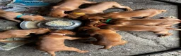 Hungarian Vizsla dogs for sale: 5* HUNGARIAN VIZSLA PUPPIES KC REGISTERED  - Advert 20