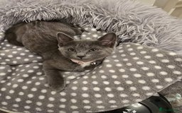 Russian Blue cats for sale: Female Russian blue kitten  - Image 7