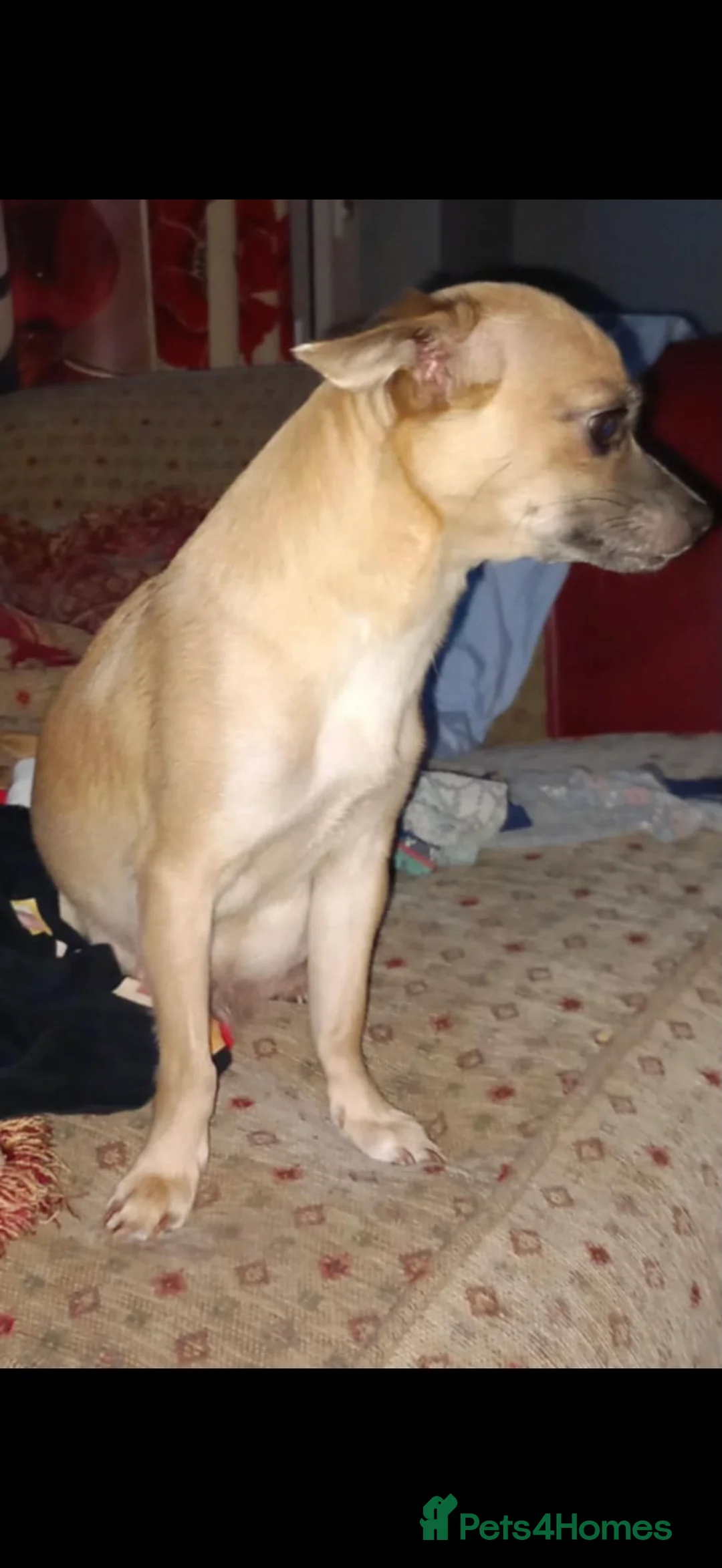 Chihuahua dogs for sale: 8 week old toy chihuahua puppy - Advert 7