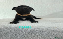 Staffordshire Bull Terrier dogs for sale: Kc reg black blue staffy puppies  - Image 12