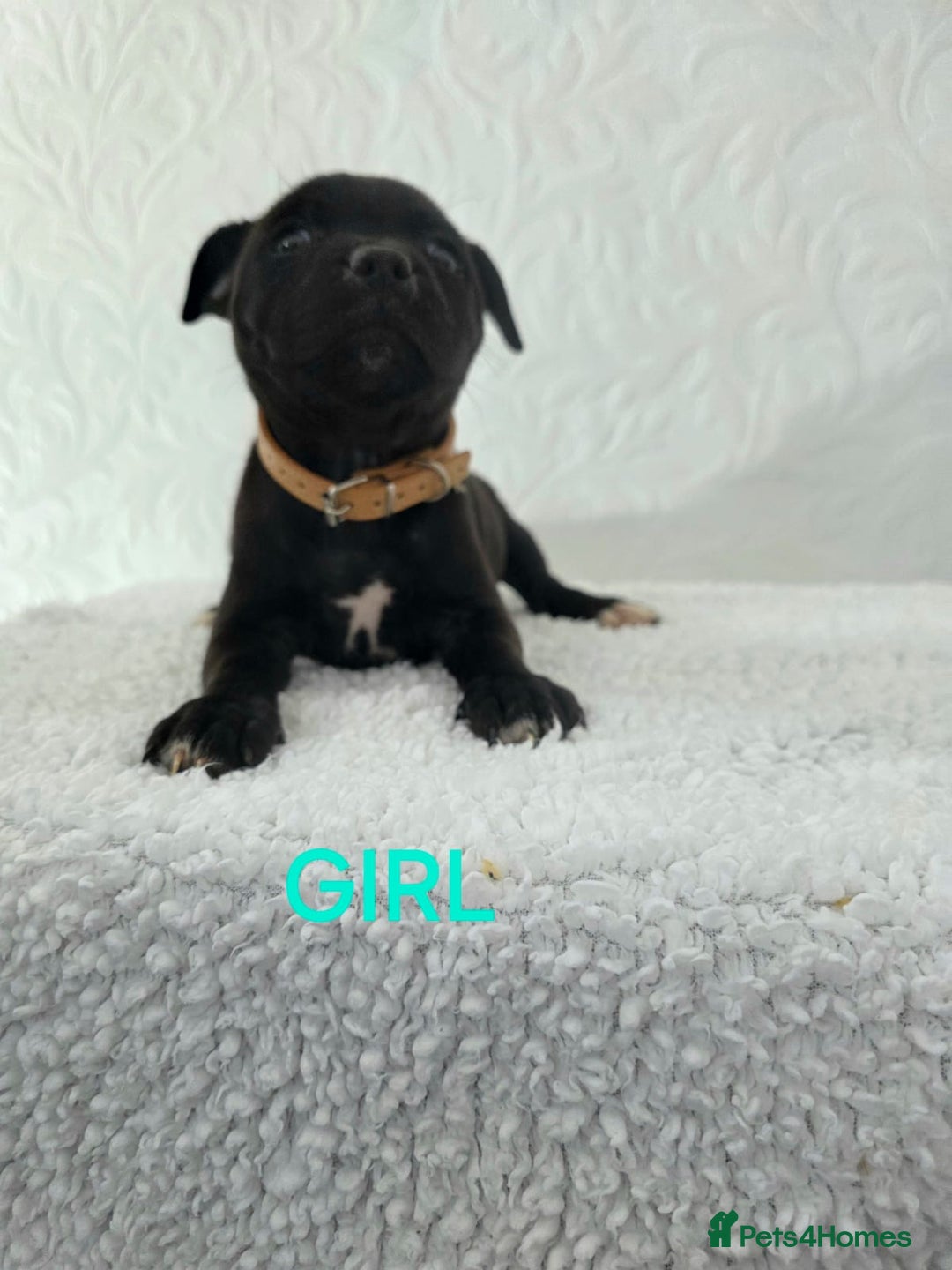 Staffordshire Bull Terrier dogs for sale: Kc reg black blue staffy puppies  - Image 12