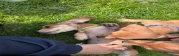 Miniature Dachshund dogs for sale: 3 gorgeous miniature Dachshunds. 🐶 READY TO GO!  - Advert 6