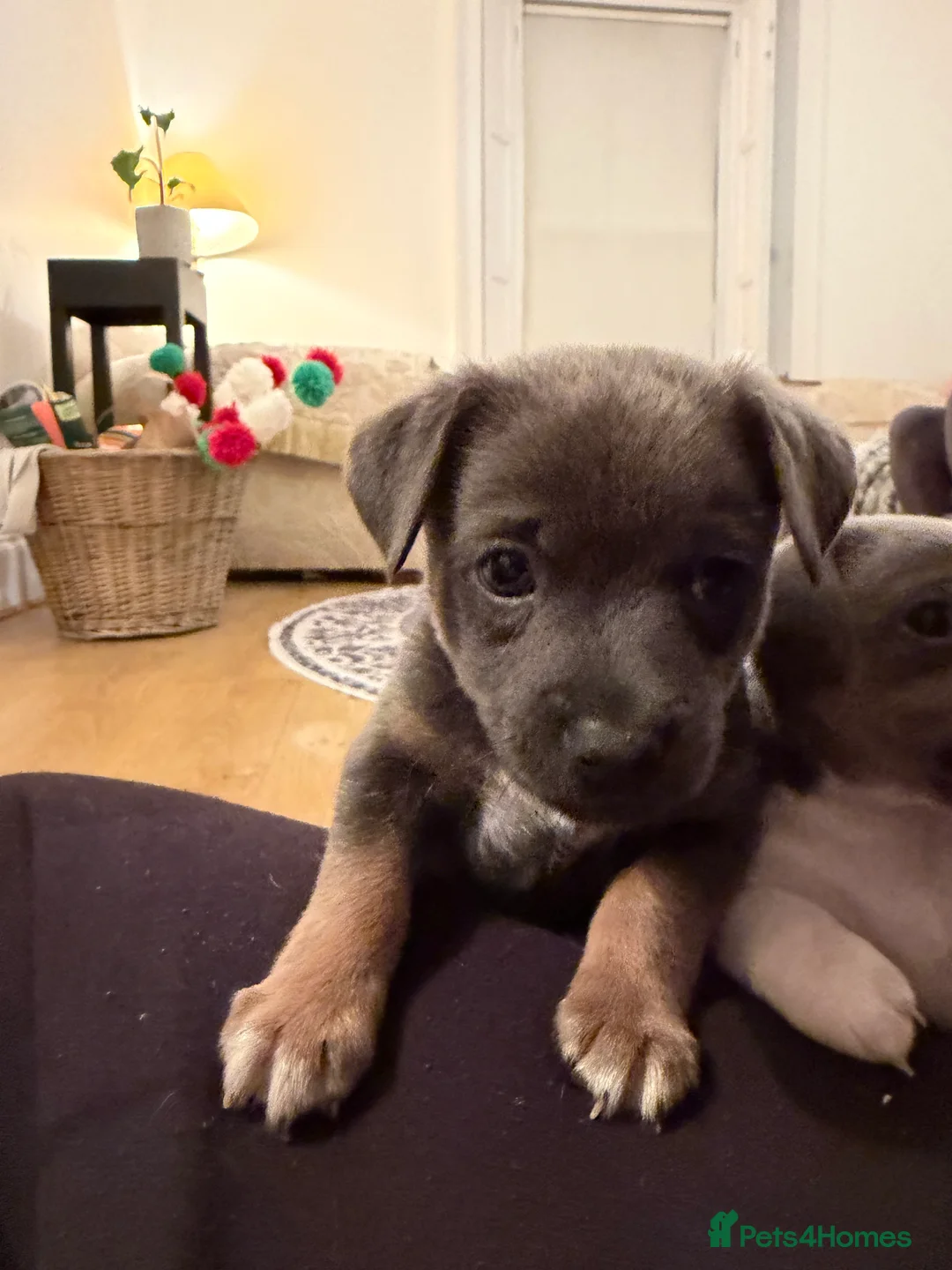 Jack Russell dogs for sale: Stunning blue and blue tri JRT pups - Advert 34