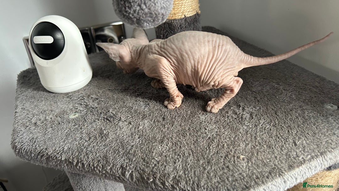 Sphynx cats for sale: Amazing colour Sphynx - Image 32