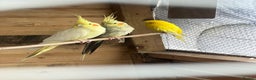Cockatiels birds for sale: 2x Cocaktiels and Lutino Budgie with cage - Advert 2
