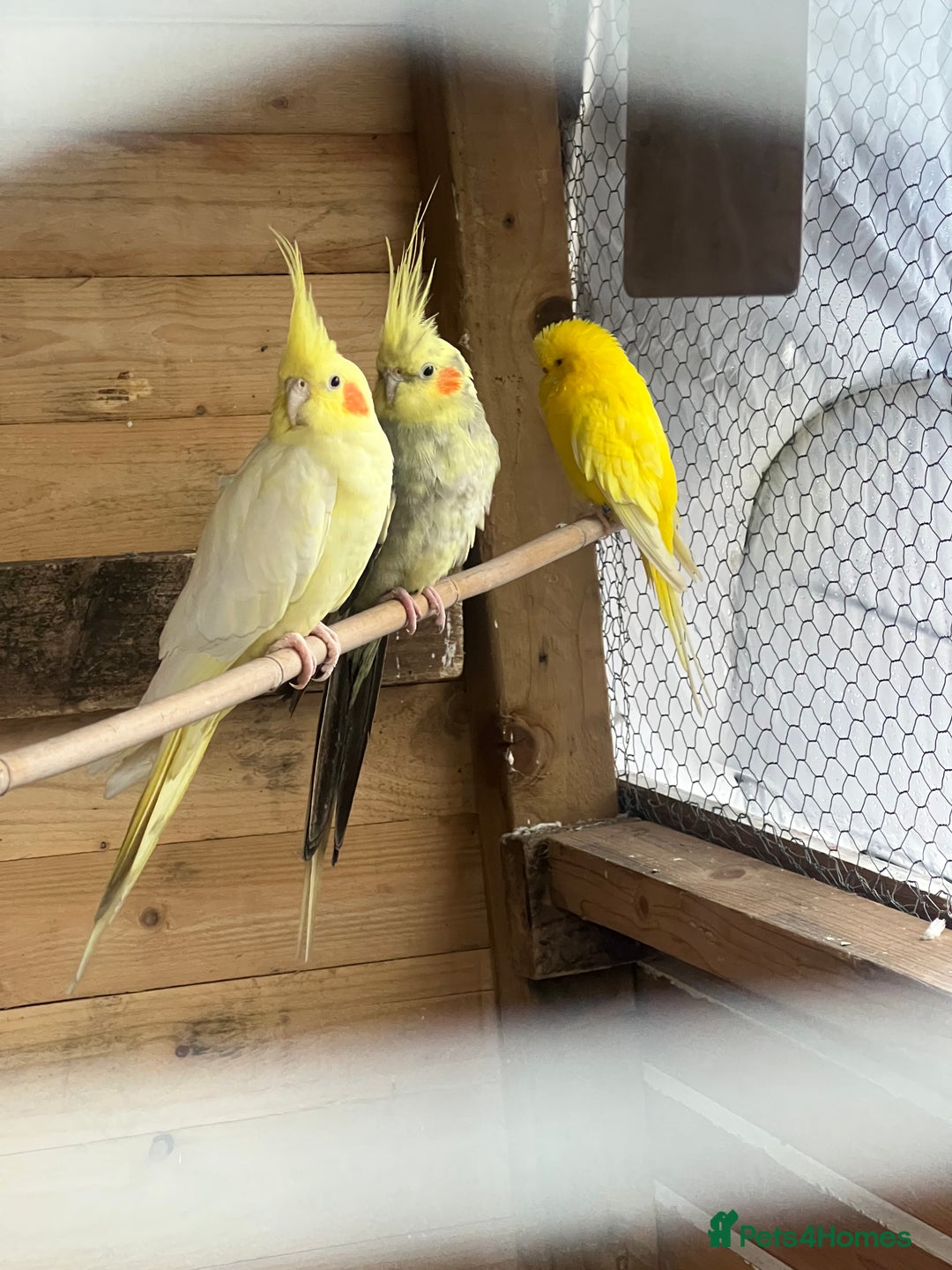 Cockatiels birds for sale: 2x Cocaktiels and Lutino Budgie with cage - Advert 2