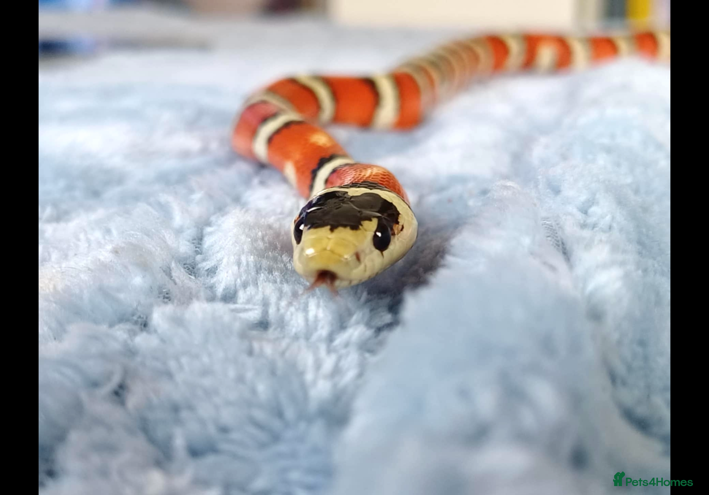 King Snake reptiles Arizona Mountain King Snake With Full Setup - Advert 3